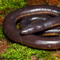 4 Caecilian